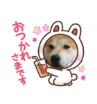 柴犬まる(マル)（個別スタンプ：11）