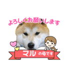 柴犬まる(マル)（個別スタンプ：12）
