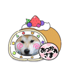 柴犬まる(マル)（個別スタンプ：13）