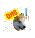 柴犬まる(マル)（個別スタンプ：15）