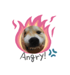 柴犬まる(マル)（個別スタンプ：16）