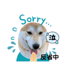 柴犬まる(マル)（個別スタンプ：17）