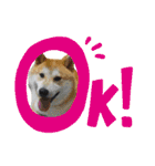 柴犬まる(マル)（個別スタンプ：19）