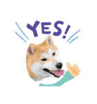 柴犬まる(マル)（個別スタンプ：20）
