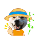 柴犬まる(マル)（個別スタンプ：21）