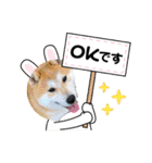 柴犬まる(マル)（個別スタンプ：22）