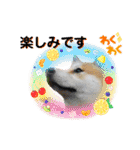 柴犬まる(マル)（個別スタンプ：24）