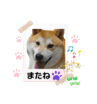 柴犬まる(マル)（個別スタンプ：25）
