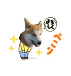 柴犬まる(マル)（個別スタンプ：26）