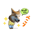 柴犬まる(マル)（個別スタンプ：27）