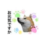 柴犬まる(マル)（個別スタンプ：28）