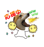 柴犬まる(マル)（個別スタンプ：29）