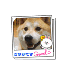 柴犬まる(マル)（個別スタンプ：30）