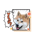 柴犬まる(マル)（個別スタンプ：31）