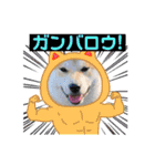 柴犬まる(マル)（個別スタンプ：32）