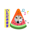 柴犬まる(マル)（個別スタンプ：33）