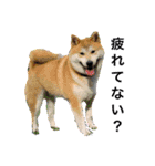 柴犬まる(マル)（個別スタンプ：34）