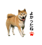 柴犬まる(マル)（個別スタンプ：35）
