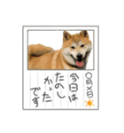 柴犬まる(マル)（個別スタンプ：36）