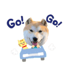 柴犬まる(マル)（個別スタンプ：37）