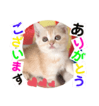 ねこまーち クリームプリンス（個別スタンプ：3）