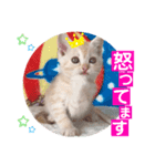 ねこまーち クリームプリンス（個別スタンプ：8）