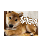 みんなのアイドルはるま（個別スタンプ：13）