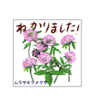 ミチコばあばスタンプ NO20  夏の花 D（個別スタンプ：1）