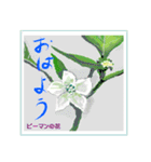 ミチコばあばスタンプ NO20  夏の花 D（個別スタンプ：10）