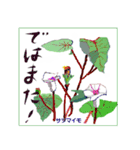 ミチコばあばスタンプ NO20  夏の花 D（個別スタンプ：11）