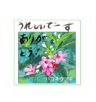 ミチコばあばスタンプ NO20  夏の花 D（個別スタンプ：13）