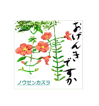 ミチコばあばスタンプ NO20  夏の花 D（個別スタンプ：16）