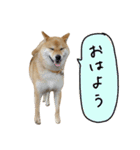 柴犬GEN2（個別スタンプ：4）