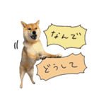 柴犬GEN2（個別スタンプ：10）