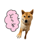 柴犬GEN2（個別スタンプ：13）