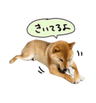 柴犬GEN2（個別スタンプ：14）