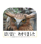 毎日使える、丁寧な野鳥スタンプ（個別スタンプ：21）