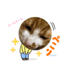 茶白猫むむの子猫の時スタンプ（個別スタンプ：9）