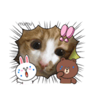 茶白猫むむの子猫の時スタンプ（個別スタンプ：12）