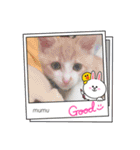 茶白猫むむの子猫の時スタンプ（個別スタンプ：13）