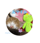 茶白猫むむの子猫の時スタンプ（個別スタンプ：14）