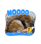 茶白猫むむの子猫の時スタンプ（個別スタンプ：16）