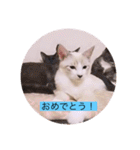 可愛いレモンスタンプ（個別スタンプ：1）