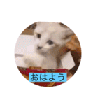 可愛いレモンスタンプ（個別スタンプ：2）