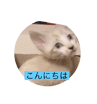 可愛いレモンスタンプ（個別スタンプ：3）