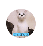 可愛いレモンスタンプ（個別スタンプ：4）