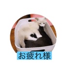 可愛いレモンスタンプ（個別スタンプ：5）