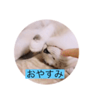 可愛いレモンスタンプ（個別スタンプ：6）