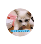 可愛いレモンスタンプ（個別スタンプ：7）