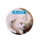 可愛いレモンスタンプ（個別スタンプ：8）